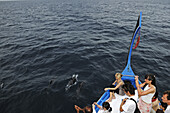 Dhoni wird von Delfinen begleitet, Insel Kanuhura, Lhaviyani Atoll, Malediven