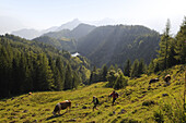 Wanderer und Kühe auf der Stoibenmöseralm, Taubensee, Reit im Winkl, Chiemgau, Oberbayern, Bayern, Deutschland, Europa