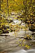 Autumn, Greenbrier, Great Smoky Mountains National Park