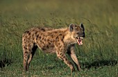 Hyena in kenya