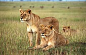 Lions in Kenya