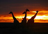 Sunset with giraffes