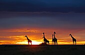 Sunset with giraffes