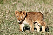 Lion puppies