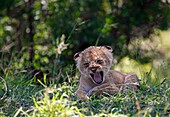 Lion puppies