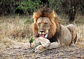 Lions in Kenya