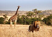 Lions in Kenya