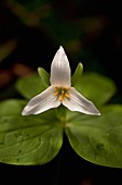 white trillium