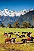 Beef cattle grazing under Mts Tasman left and Cook / Aoraki near Fox Glacier, West Coast, New Zealand
