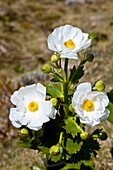 Mt Cooklily,  - buttercup, Ranunculus lyallii, Mt Wakefield, Mount Cook National Park, Canterbury, New Zealand