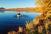 Trout fisherman rows out into Lake Alexandrina Wildlife Refuge just after dawn, no engines allowed on lake, Mackenzie country, Canterbury