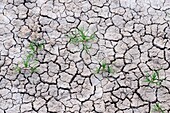 Patterns in cracked mud with Russian Thistle seedlings