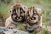 Mountain lion Felis concolor kittens