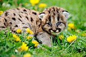 Mountain lion Felis concolor kitten