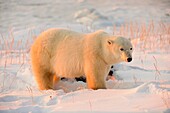 Polar bear Ursus maritimus