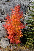 Red maple and rock outcrop with spruce tree
