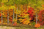 Red maples and aspens