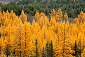 Eastern larches in autumn foliage