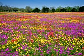 A field of multi-colored spring flowers near New Berlin, Texas, USA