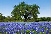 A large tree in a meadow of Texas bluebonnet wildlfowers in the hill country near Llano, Texas, USA.