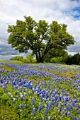 Bluebonnet wildflowers and a tree in a meadow in hill country near Llano, Texas, USA