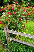 Deep pink roses and a rustic old fence at the Junction House restaurant in Kingsland, Texas, USA