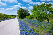 Roadside bluebonnets near Castell, Texas, USA