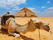 Camello, Pirámide blanca, Dashur, El Cairo, Egipto