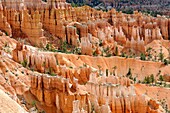 Hoodoo Vista Bryce Canyon National Park Utah