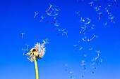 Dandelion, Taraxacum officiale, Loewenzahn, Pusteblume, Switzerland