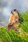 Alpine Marmot, Marmota marmota