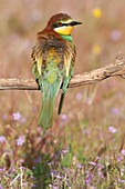 European Beeeater Merops apiaster perched in the surroundings of the nest in breeding season, Spain