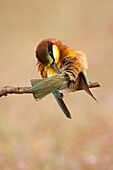 European Beeeaters Merops apiaster grooming while perched in the surroundings of the nest in breeding season, Spain
