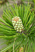 Cones of the mountain Pyrenees pine Pinus uncinata, Spain