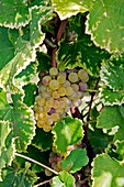 Vineyard, workers, Ripe, wine, grapes, in, vineyard, Bordeaux, vineyard, town, St Emilion, Aquitaine, France