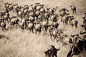 Wildebeest running towards the river on migration