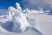 Ice encased trees or Krummholz on the summit of Three Brothers Mountain, Manning Provincial Park British Columbia Canada