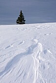 Wind blown snow also called sastrugi on ridge of Big Buck Mountain, Manning Provincial Park British Columbia Canada