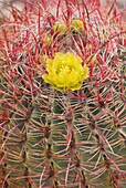 Barrel Cactus Ferocactus cylindraceus flowers, Sonoran Desert, Anza-Borrego State Park California