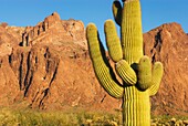 Saguaro Cactus Carnegiea gigantea in the Sonoran Desert of Kofa National Wildlife Refuge Arizona