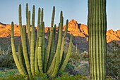 Organ Pipe Cactus Stenocereus thurberi, Organ Pipe Cactus National Monument Arizona