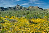 Fields of Mexican Poppies, Organ Pipe Cactus National Monument Arizona
