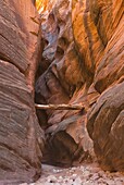 Log jammed high above floor from past flash flood, Buckskin Gulch Paria Canyon-Vermilion Cliffs Wilderness Arizona