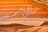 Bleached branch against patterns in layered sandstone, South Coyote Buttes, Vermilion Cliffs Wilderness Utah
