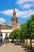 Cathedral and Giralda tower, Sevilla. Andalusia, Spain