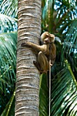A macaque monkey trained to retrieve coconuts from a tree, Koh Samui island, Gulf of Thailand, Thailand