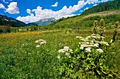 Wildflowers near Gothic near Crested Butte, Colorado USA