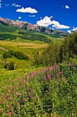 Wildflowers near Gothic near Crested Butte, Colorado USA
