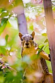 A squirrel in a tree, Littleton, Colorado USA