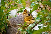 A squirrel in a tree, Littleton, Colorado USA